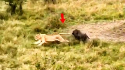 حمله دیدنی بابون و فراری دادن...