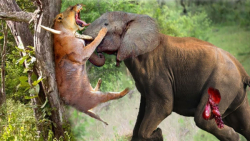 شیر در مقابل فیل  جنگ دیدنی شی...