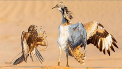 نبرد شگفت انگیز شاهین با حیوان...