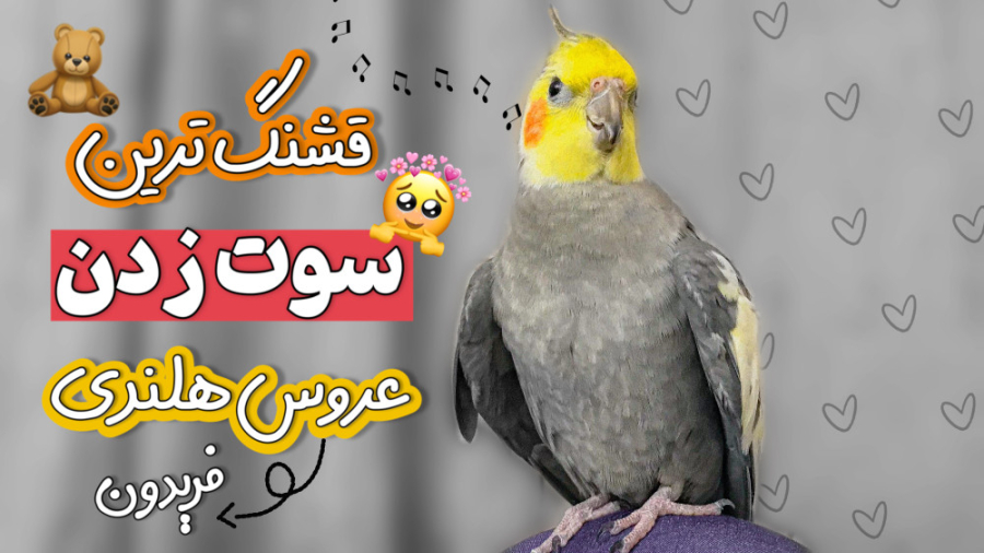 سوت زدن عروس هلندی فریدون :: ص...