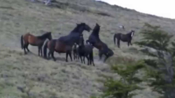 دعوای اسب ها | کلیپ اسب ها