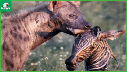 حیات وحش  30 لحظه زمانی که کفت...