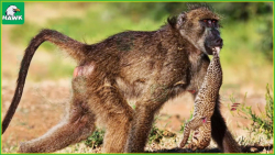 حملات حیوانات  وقتی بابون ها ح...