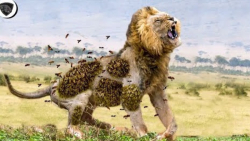 حیات وحش، حمله زنبورها به شیر...