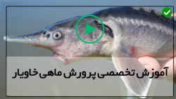 آموزش نحوه تکثیر بچه ماهی خاویار