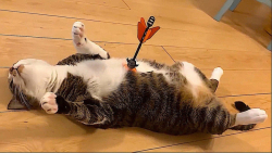 کلیپ خنده دار گربه های بازیگوش...