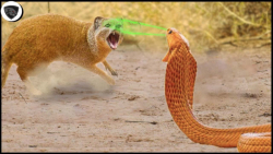 مبارزه حیوانات وحشی  نبرد مرگب...