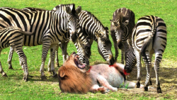 حیات وحش  گورخرها برای حمله به...