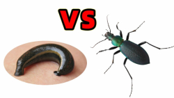 چالش حیوانات  زالو در مقابل سو...