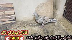 نمایشی از کبوتر غریب