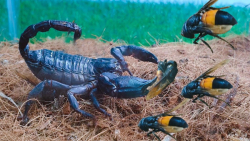 چالش حیوانات  زنبور در مقابل ع...