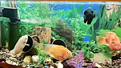 آکواریوم من پارت ۳