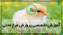 اموزش پرورش مرغ