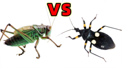 چالش حیوانات  سوسک بزرگ در مقا...