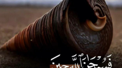 فسبحان الله حین تمشون | ترتیل زیبای قرآن | تلاوت قرآن | کلیپ زیبا