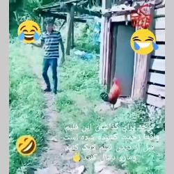 حقش بود افرین خروس