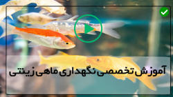 آموزش نگهداری از آکواریوم-تکثیر ماهی-پرورش گربه ماهی Duarf Pea Puffer