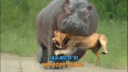 نبردی وحشتناک از شکار و شکارچی...