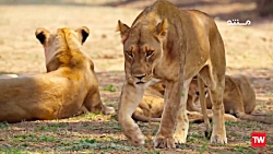 زاده&zwnj;های حیات&zwnj;وحش ؛...