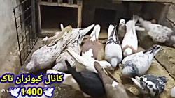 نمایشی از دان خوردن کبوترا وغر...