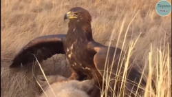 حیات وحش جهان | حملات عقاب گرس...