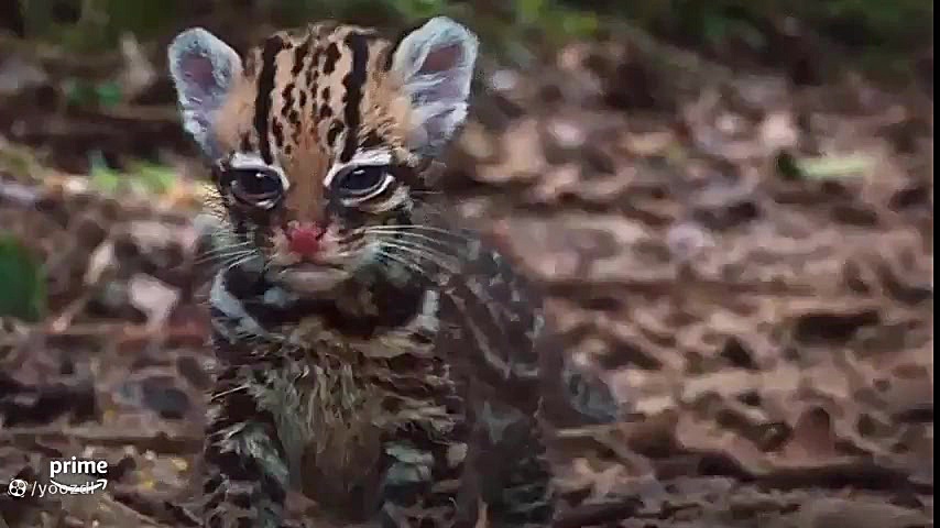 تریلر فیلم Wildcat 2022 زمان139ثانیه
