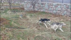 سالوکی سگ ایرانی اصل