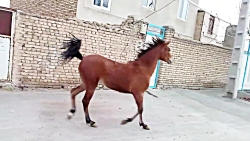 اسب کرد ملکه بهرامی