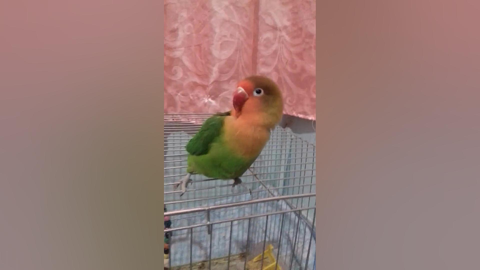 طوطی برزیلی به نامه قندی جراحی زیبایی پلک