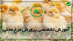پرورش مرغ بومی تخمگذار-پرورش جوجه مرغ-درمان مشکلات تنفسی فوقانی مرغ
