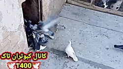 نکاتی در مورد کبوتر بازی.انداز...