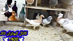 درخواست دوست عزیز در مورد کبوت...