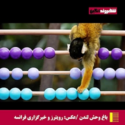 برنج؛ پروژه تکراری دلالان! برنج؛ پروژه تکراری دلالان!