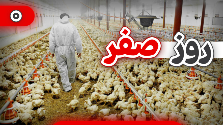 روز صفر پرورش مرغ گوشتی (روز ورود جوجه به سالن) دکتر محمد مهدی عبدالهی (دامپزشک)