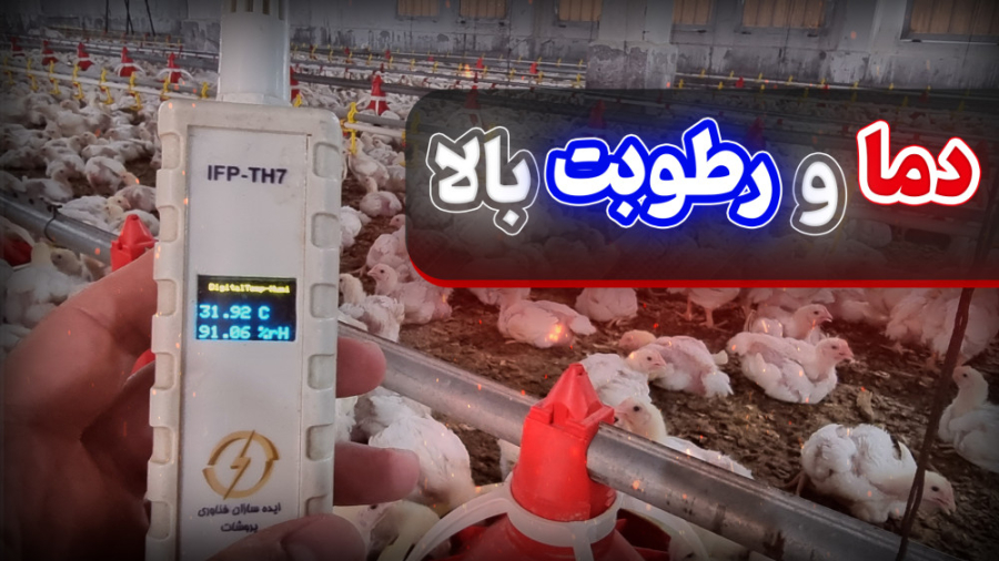 ممنوعیت دان مرغ گوشتی در شرایط استرس گرمایی دکتر محمد مهدی عبدالهی (دامپزشک)