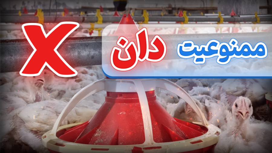 ممنوعیت مصرف دان مرغ گوشتی در شرایط استرس گرمایی دکتر محمد مهدی عبدالهی (دامپزشک)