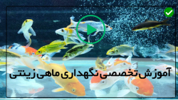 پرورش ماهی آکواریومی