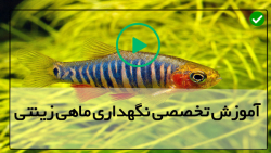 فیلم پرورش ماهی