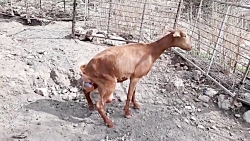 زایمان برغاله برای اولین بار