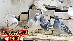 نمایشی از کبوتر غریب