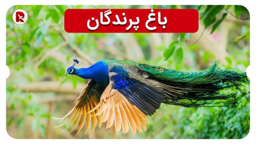 پوستر بزرگ