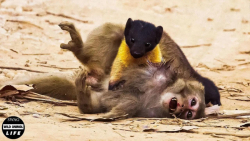 پنجه های شیطانی مارتن به طرز و...