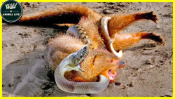 مبارزه مانگوس و سیاه مامبا تا...