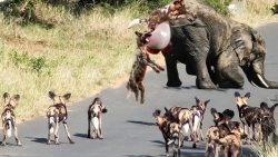 وقتی سگ وحشی احمق شکار اشتباهی...