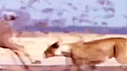 مقایسه ی شیر و پلنگ در شکار