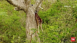 حیات&zwnj;وحش سریلانکا ؛ 2015...