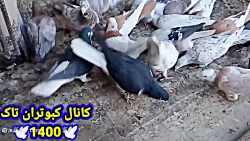 همه کبوترای غریب درخواستی