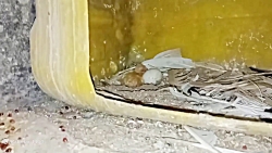 جوجه کبوتر تازه به دنیا آمده