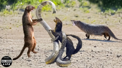 باورنکردنی !! شکست مار کبرا تو...