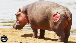 پایان غم انگیز اسب آبی توسط کف...